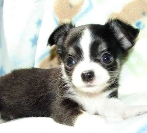 Chihuahua-Welpe sucht ab sofort ein neues Zuhause