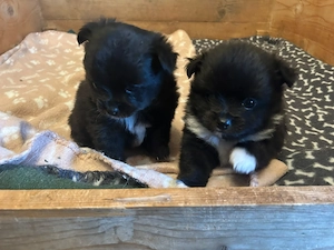 Unsere Pomchi Welpen sind da! 