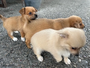 Jack Russel x Pomeranian