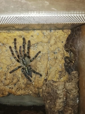 Vogelspinnen 