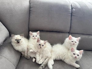 Sibirische und Angora gemischt 4 süße baby katze