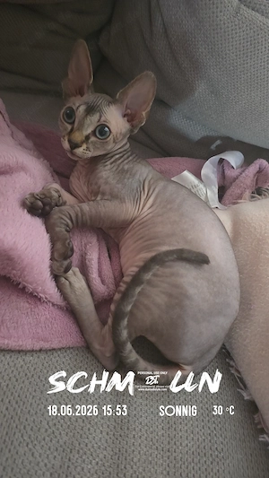 Canadian Sphynx Tabby