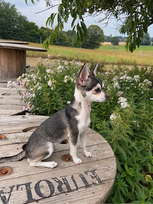 Chihuahua Hündin in Husky farbe 