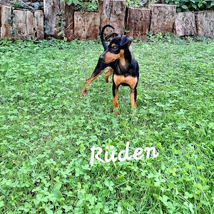 Zwergpinscher Welpen 