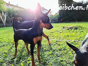 Zwergpinscher  Welpen 