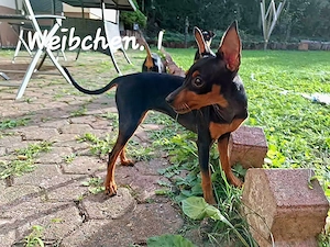 Zwergpinscher 