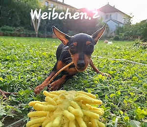 Zwergpinscher 
