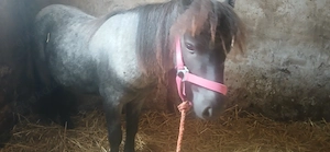 Suchen für 3 Ponys ein schönes Plätzchen. 