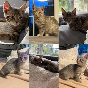 Bengal Mix Kitten blue und braun getigert | Katze | Jungtiere