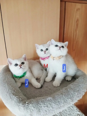 Britisch kurz haar Kitten 