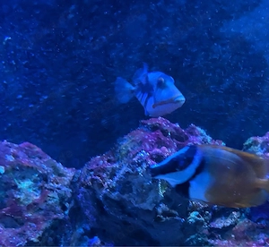 Meerwasser Picasso Drückerfisch Rhinecanthus aculeatus 6-7cm