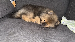 Hübscher Zwergspitz   Pomeranian Deckrüde   Heidelberg