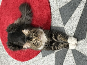  Maine-Coon-Deckkater Milo sucht Katzendame 