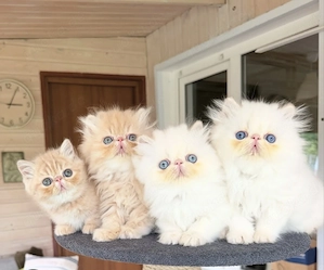 SUCHE !! Typvolles Perserkitten mit blauen augen