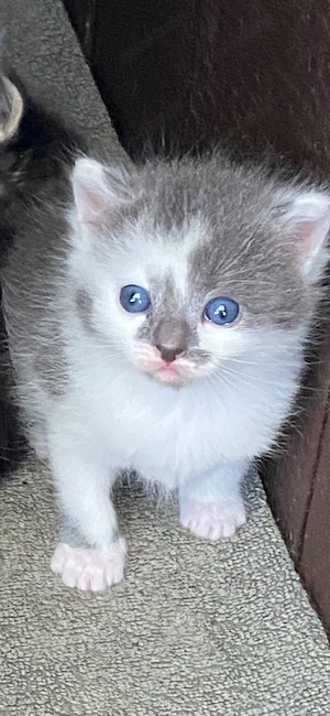 Baby katzen 