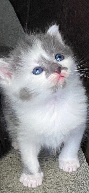 Baby katzen 