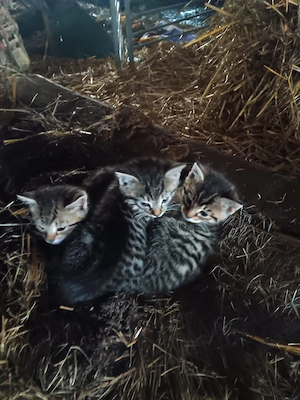 Babykstzen Kitten  Kätzchen abzugeben