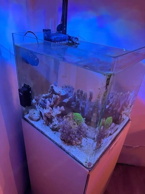 Salzwasser Cube Reef Factory