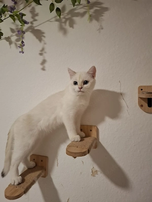 Britisch Kurzhaar kitten