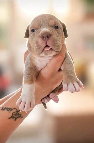 Oeb X American Bully 