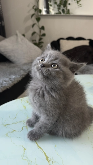 Reinrassiges BKH-Kitten in Grau   3 Monate alt, gesund & liebevoll aufgewachsen