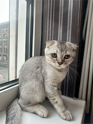 süße Katzen suchen ein neues zu Hause