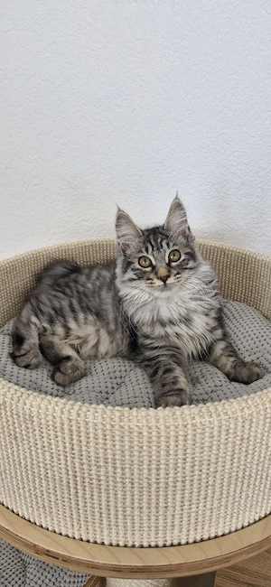 Kurilian Bobtail Kitten Katzenbaby mit Stammbaum 