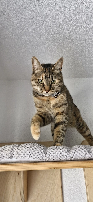Katze Katzendame Kurilian Bobtail kurzhaar mit Stammbaum 
