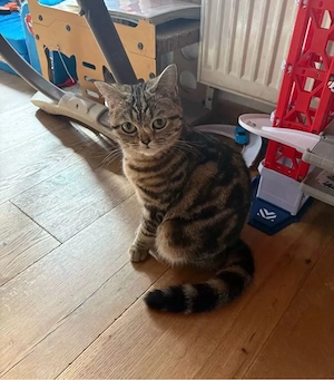 BKH Katze 1 Jahr alt 