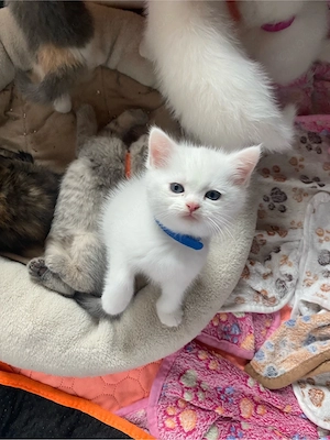 BKH Kitten - Blutgetestete Elterntiere