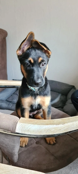 malinois deutscher Schäferhund Welpe 