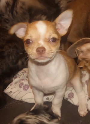 Chihuahua Welpen suchen Couch 