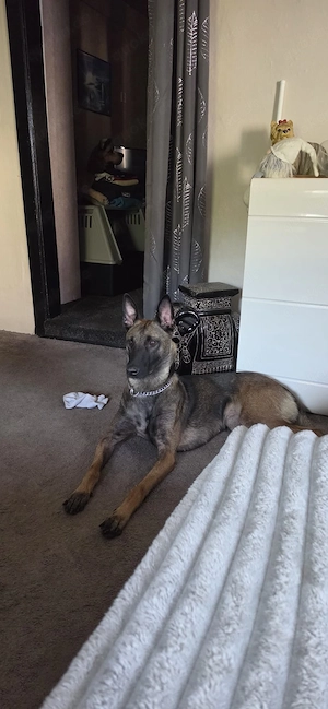 Malinois abzugeben