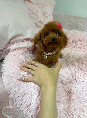 Teacup Toypudel Pudel Toy Hündin 1 kg