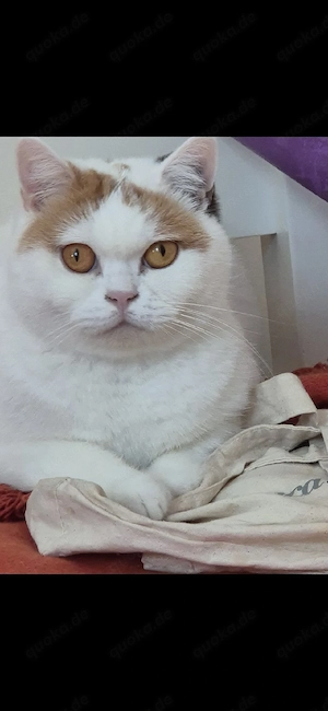 BKH Katze Maika, 5Jahre alt..