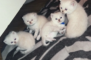 Britisch kurzhaar Kitten 