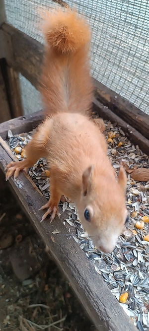 hellbraune europäische Eichhörnchen Männchen zu verkaufen