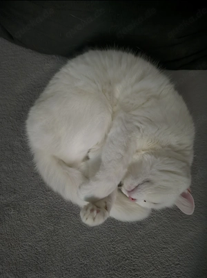 Liebevolle Katze sucht dringend neues Zuhause 