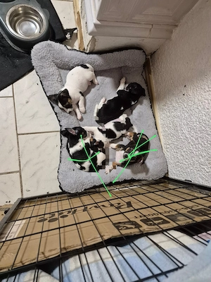 Junge Jack Russell Chihuahua Mix Welpen abzugeben  