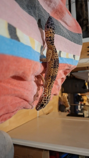 Leopard gekos 3stk zuverkaufen 
