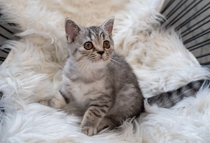 Reinrassige BKH Kätzchen - Britisch Kurzhaar Kitten
