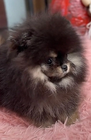   Pomeranian Zwergspitz welpen   wunderschön!   
