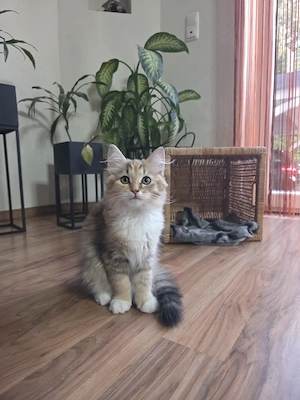 Sibirische Waldkatzen-Kitten