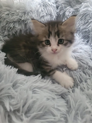 katze 'weiblich'