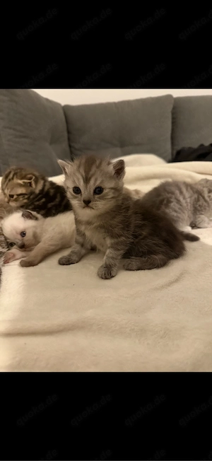 süße babykatzen abzugeben 