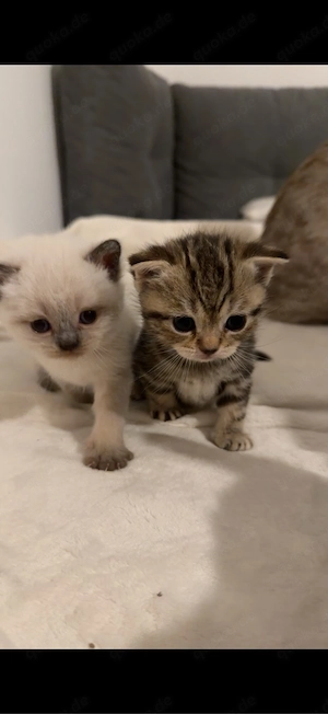 süße babykatzen abzugeben 
