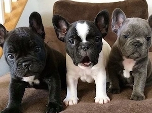 Französische Bulldoggen Welpen 