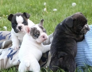 Französische Bulldoggen Welpen suchen ein schönes Zuhause 