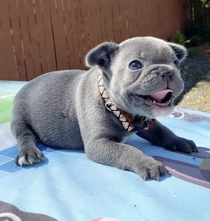 Französische Bulldoggen Welpen 