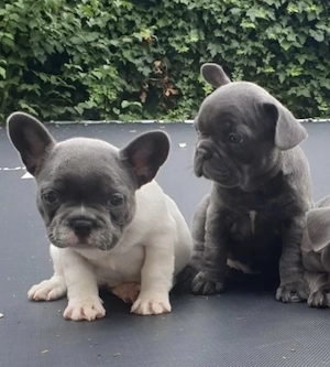 Französische Bulldoggen Welpen 
